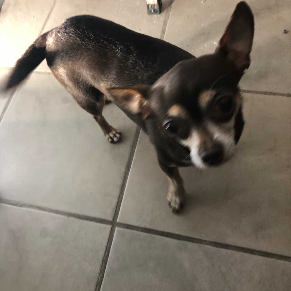 Meet your Posher, Lizbeth